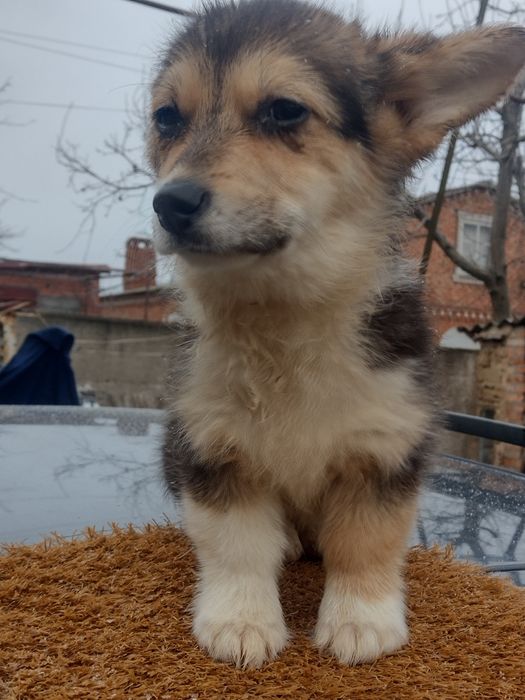 Дві дівчинки вельшкоргі пемброк