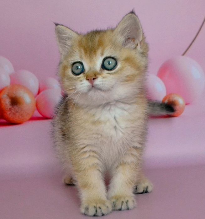 Британська золота шиншила