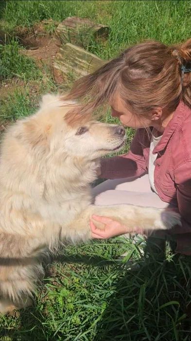 AZULA – piękna jak samojed, wierna jak najlepszy przyjaciel