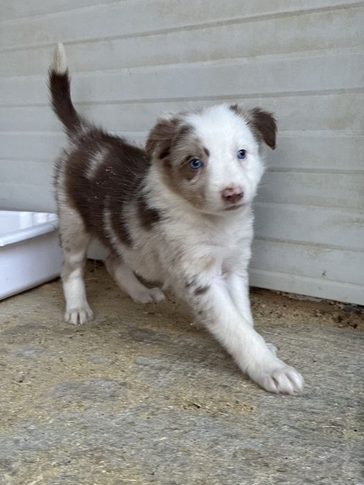 Border Collie Red Merle