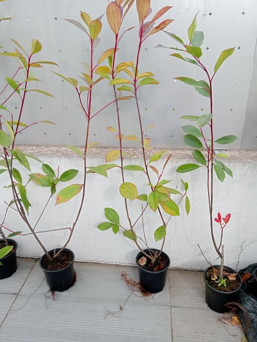 Photinias em vaso