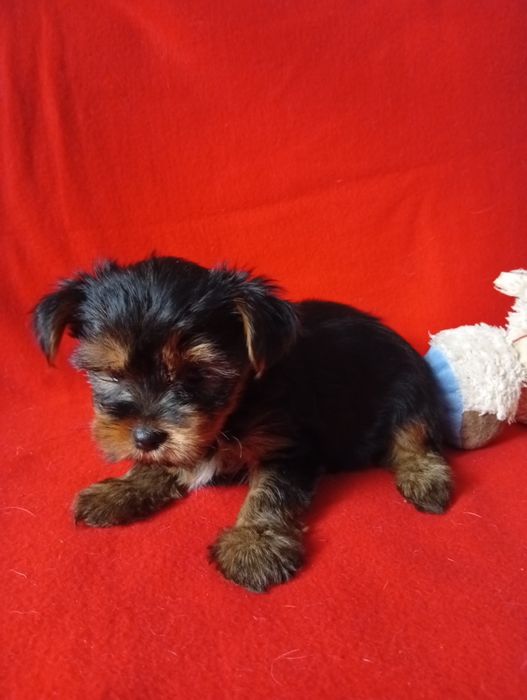 Yorkshire terrier szczeniak dziewczynka