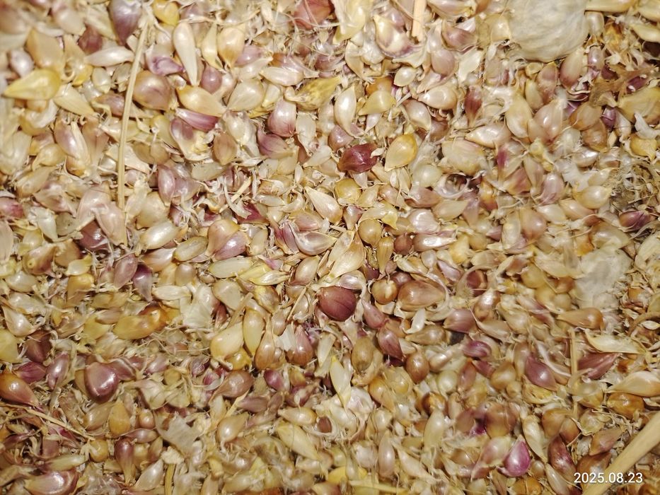 Продам семена воздушки