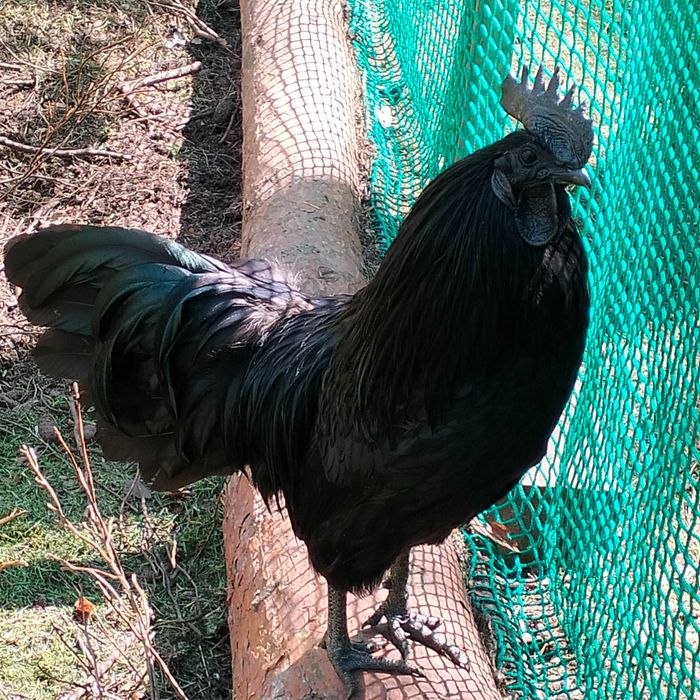 Koguty Ayam Cemani
