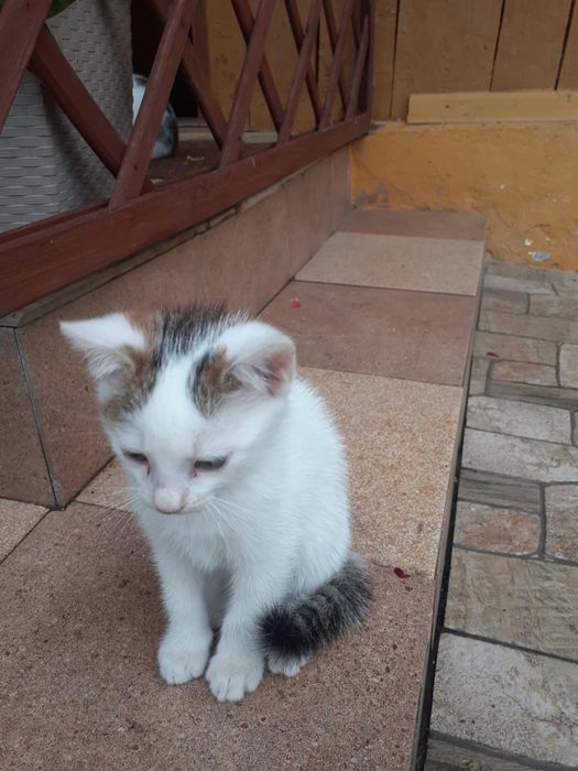 Oddam kotki w dobre ręce