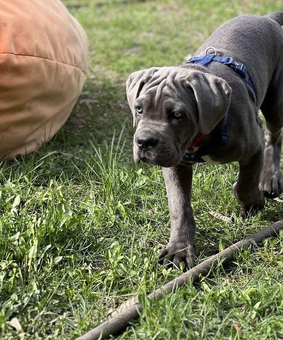 Cane corso Italiano-сірого забарвлення