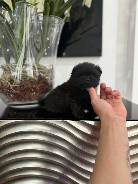 Spitz Anão e/ou Lulu da Pomerânia FEMEA BLACK  com LOP e AFIXO