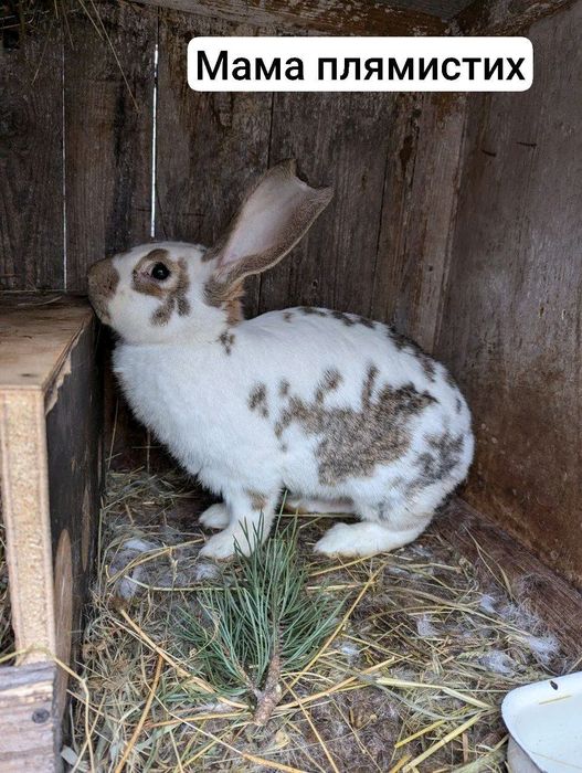 Кроленята, кролі, кролики