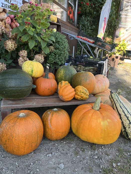 Warzywa z własnej uprawy ziemniaki, buraki, marchew, dynie