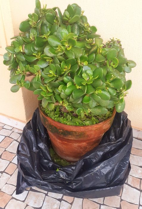 Planta suculenta grande com alguns anos