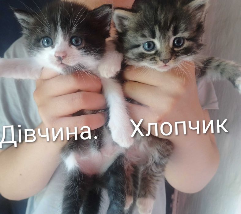 Віддам кошенят ходять на лоток.