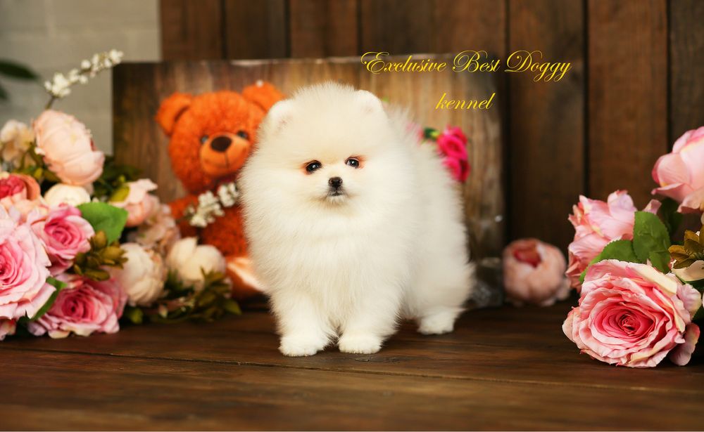 Цуценята померанські шпіци. SUPER VIP в типі ведмедик з документами