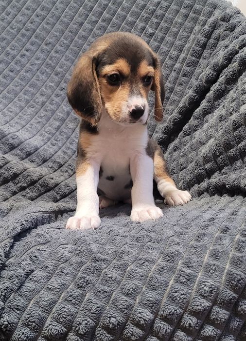 Cachorrinho beagle tricolor