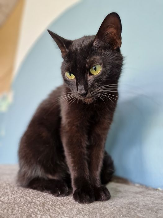 Gabrysia spokojna kotka