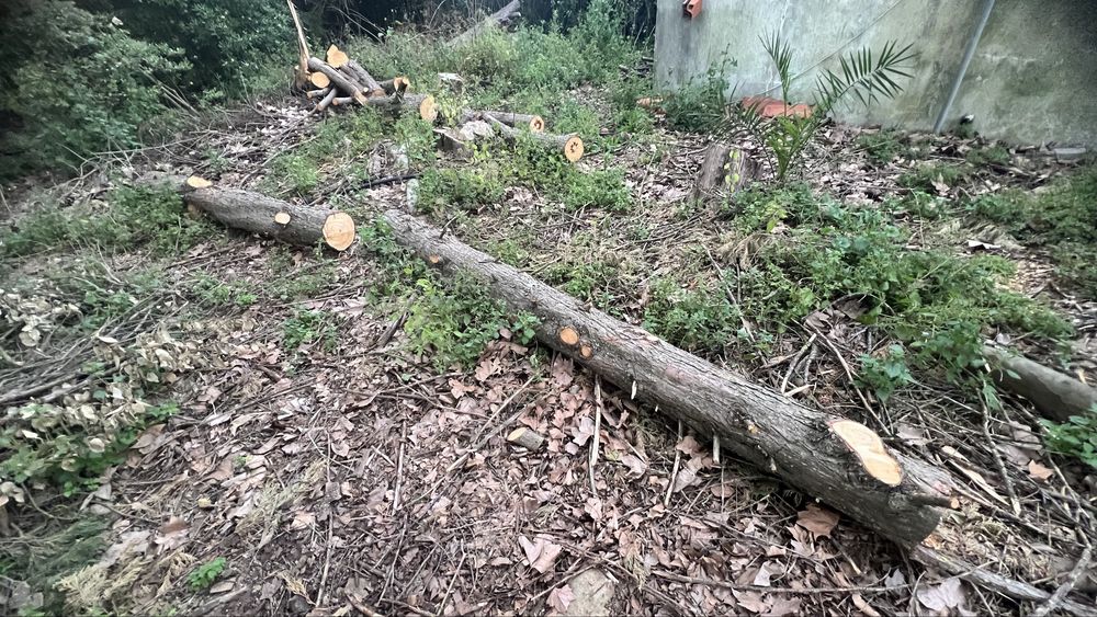 Troncos de cedro