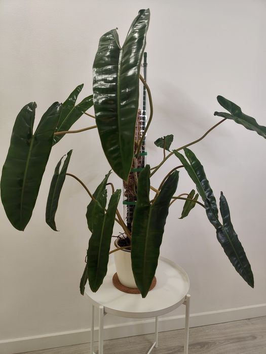 Philodendron billietiae XXL - 100cm | planta rara e estável