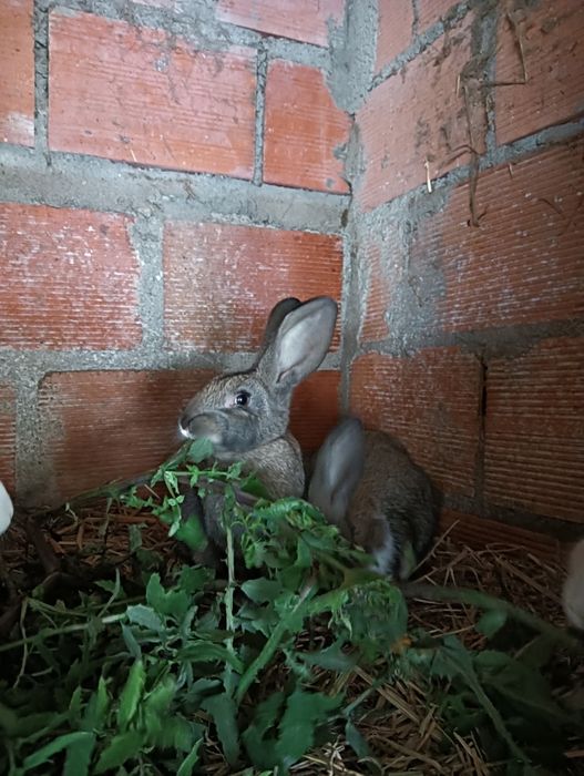 Coelhos caseiros