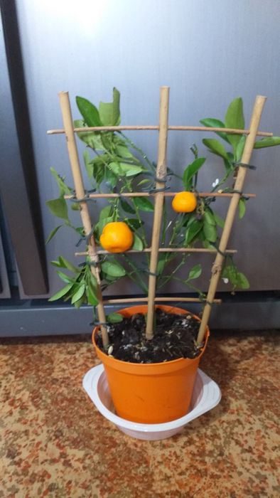 Плодоносящий цитрус Каламондин с плодами. .