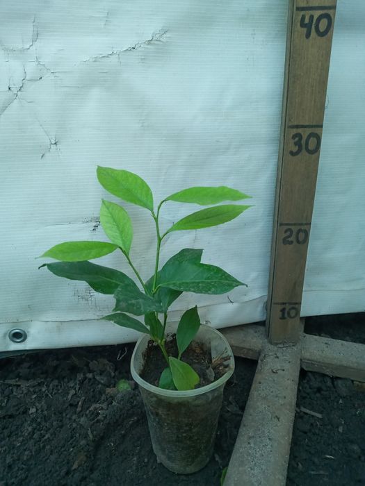 Добротні Лимони кімнатні