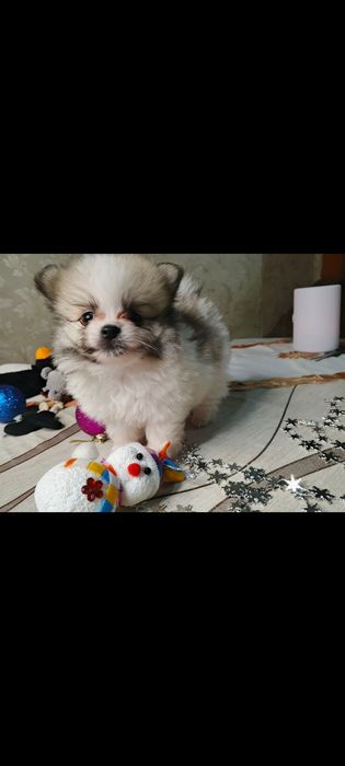 Померанский шпіц дітки