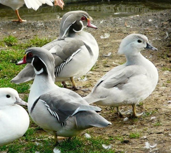 Patos carolino (Aix sponsa) silver cinza
