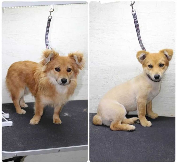 Грумінг для тварин