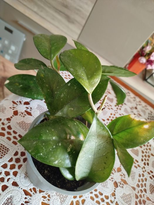 Hoya kwiaty kwitnące