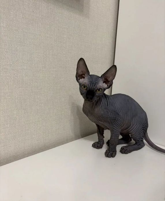 Кошенята канадського сфінкса