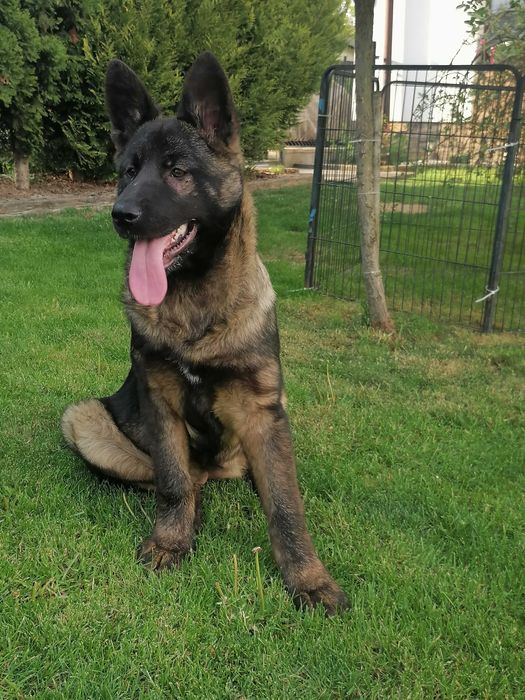 owczarek niemiecki uzytkowy