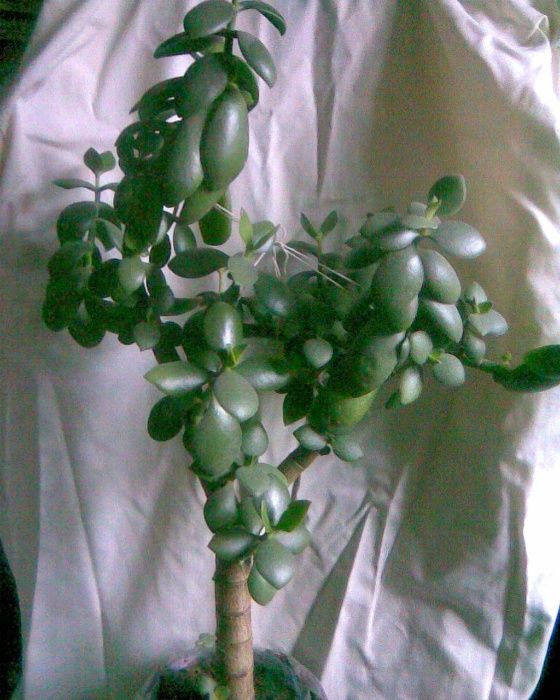 продам денежное дерево