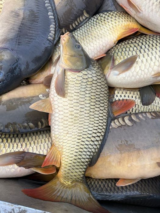 Karp 5-7kg zarybieniowy na łowiska