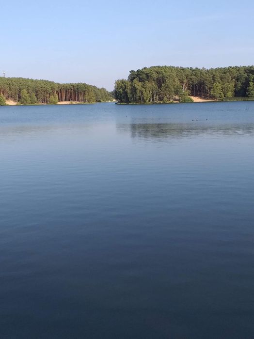 Sosnowe domki do wynajęcia  Kobyla Góra