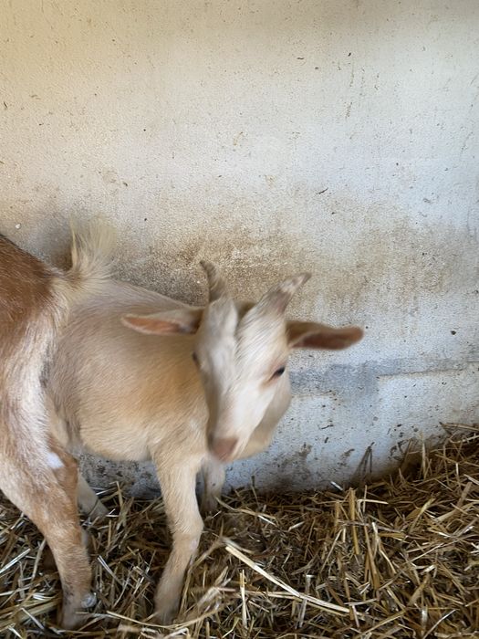 Cabrito raça grande