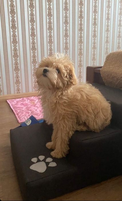 Сходинка для песиків. Колір бежевий з кісточкою. 30*40 см