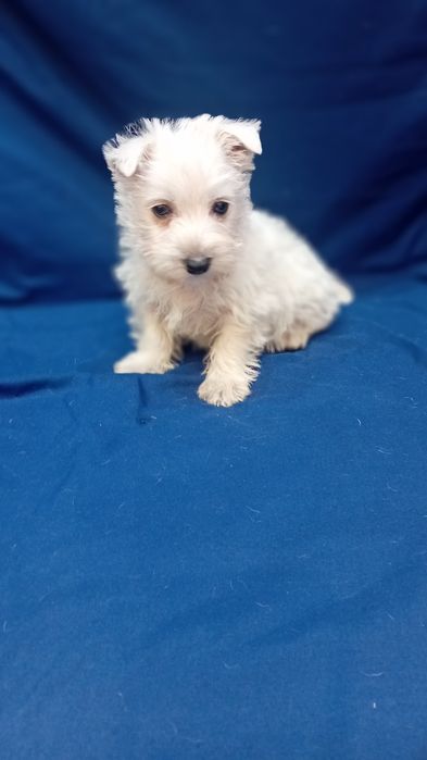 West hihland terrier szczenie piesek