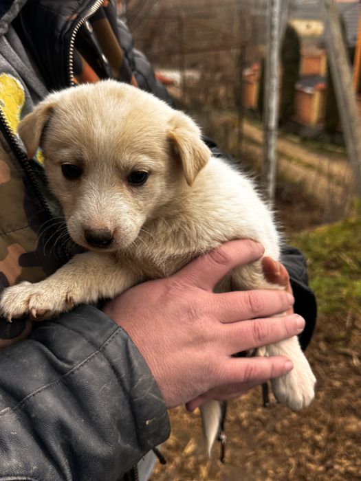 Терміново шукаємо родину