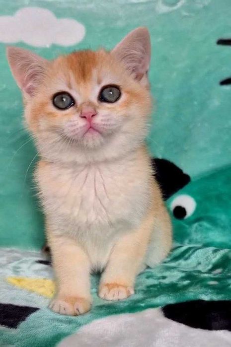Шотландские котята (ЗОЛОТАЯ ШИНШИЛЛА)