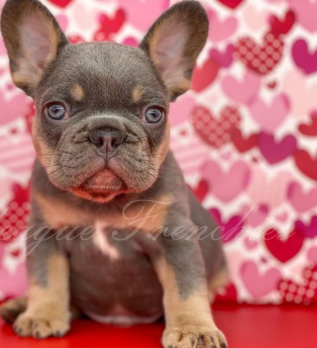 Блакитний. Красень .