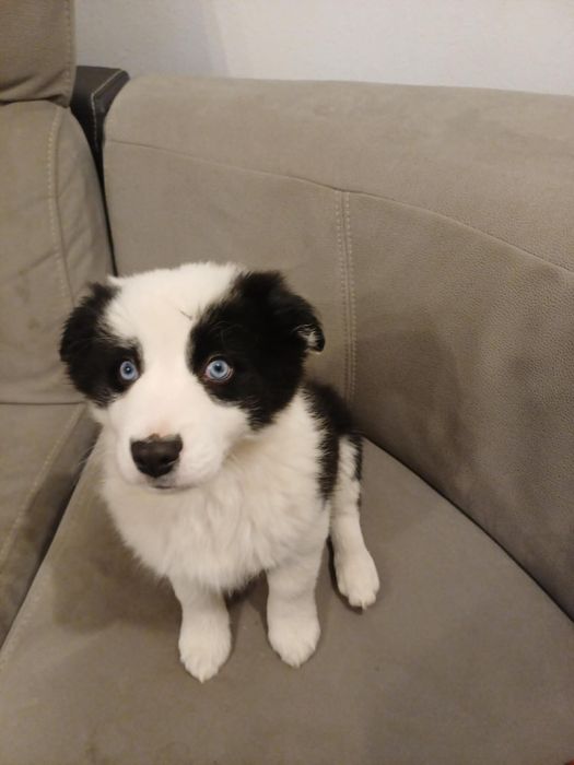 Szczeniak Border Collie