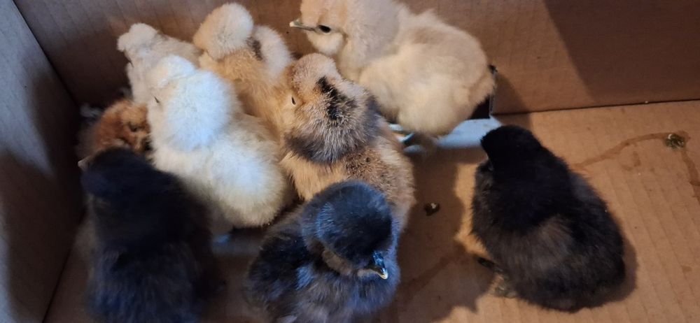 Kurczaczki silki jedwabistej