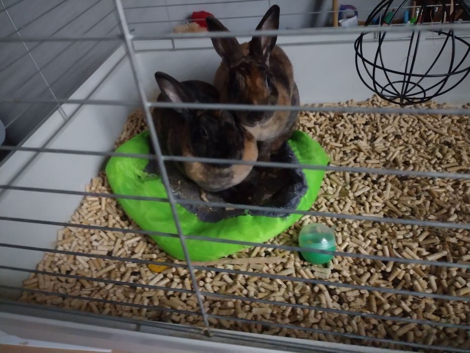 Domowy hotel dla psów