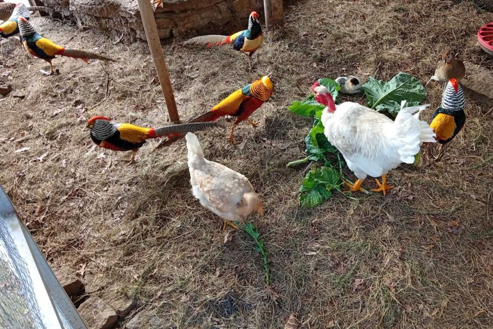 Faisão dourado/lady