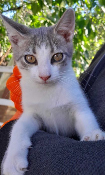 Кицька- красуня, подарує вам втіху.