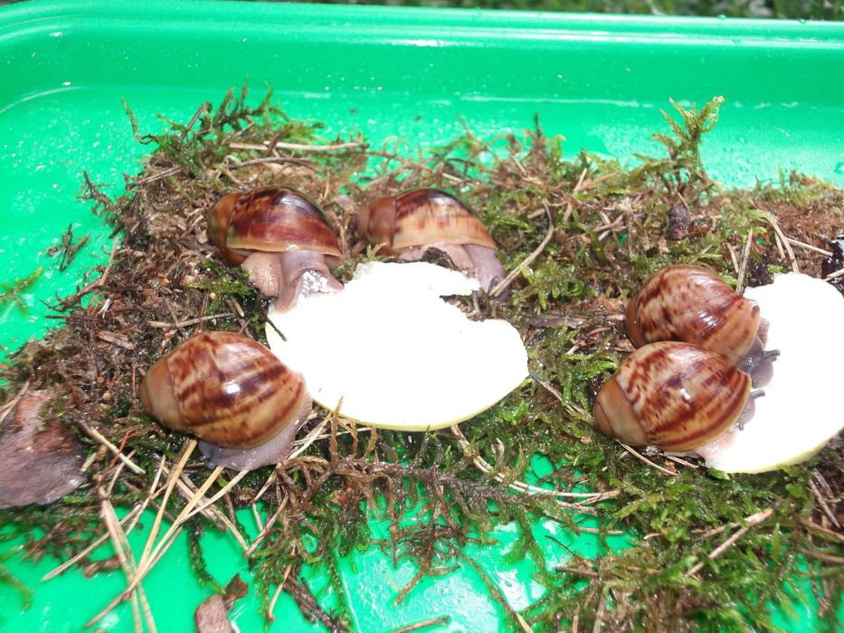 Улитки Сухопутные Ф2 и Ф3 ХХЛ Овум линии Гладковой