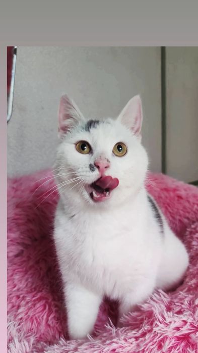 Отдам белого кота, 7 месяцев, кастрирован