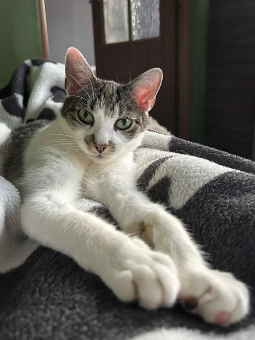 Maciuś- kot idealny!