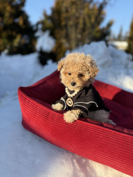 Шикарні мальтипу карамель