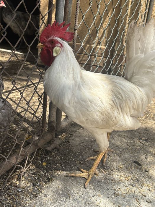 Kogut leghorn, australop