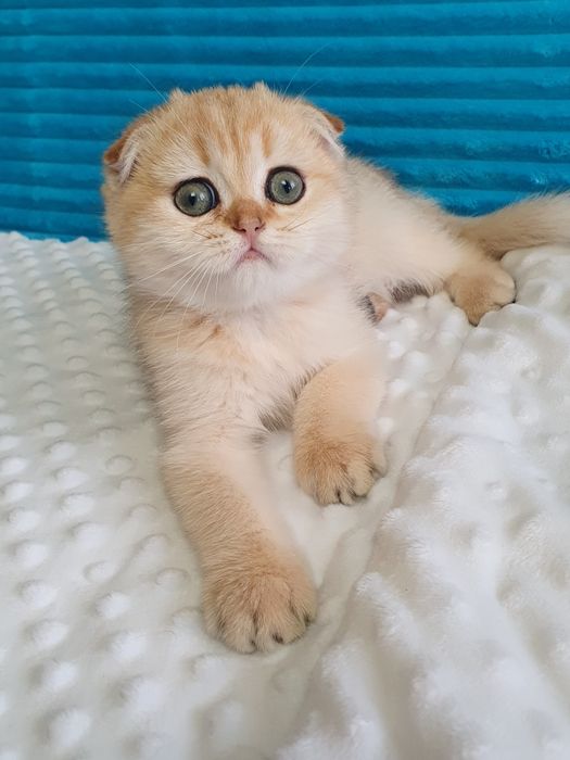 Котята золотой шиншиллы