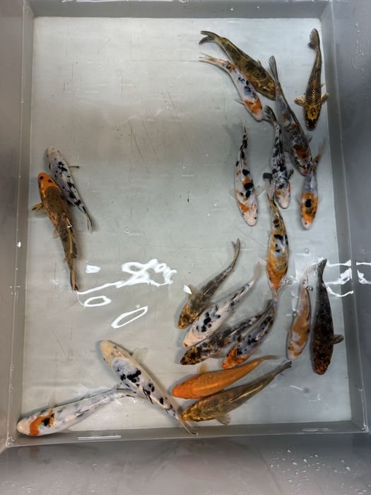 Karp koi karpie koi ryby do oczka wodnego stawu